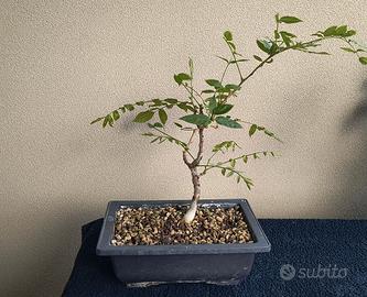 bonsai di glicine floribunda