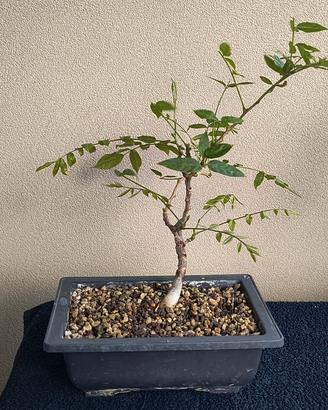 bonsai di glicine floribunda