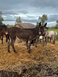 Asina taglia grande