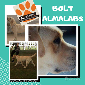 Disponibile Maschio per accoppiamento Labrador