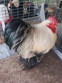 Galli cocincina nana