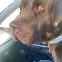 Labrador maschio per accoppiamento
