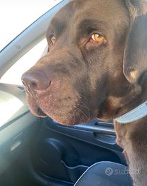 Labrador maschio per accoppiamento