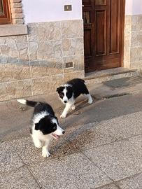 Cuccioli di Border Collie