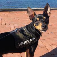 Cane per Accoppiamento