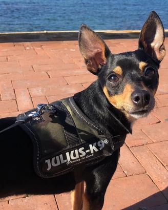 Cane per Accoppiamento