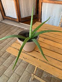 Aloe vera