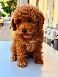Cucciolo di Barboncino Toy / Nano Red
