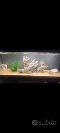 Acquario 