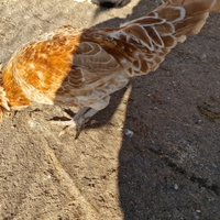 Gallo padovano oralto bianco