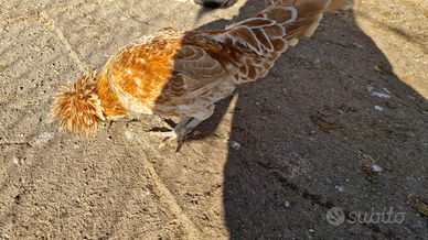 Gallo padovano oralto bianco