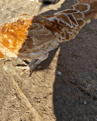 Gallo padovano oralto bianco