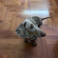 Monta bassotto Isabella Arlecchino