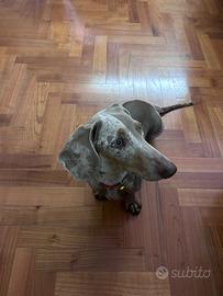 Monta bassotto Isabella Arlecchino