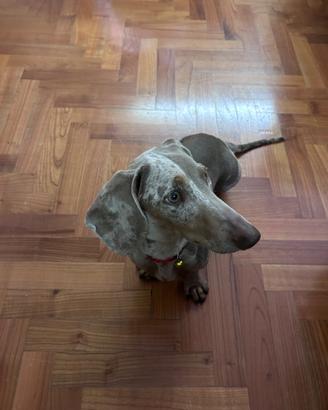 Monta bassotto Isabella Arlecchino