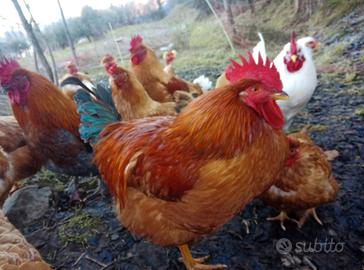 Galli meravigliosi giovani di 6 mesi