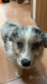 Cucciolo Pastore Australiano