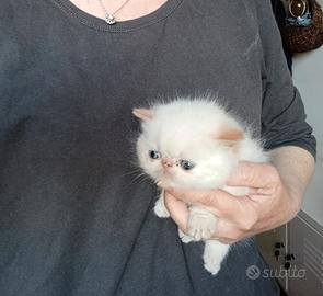 Persiano Red point