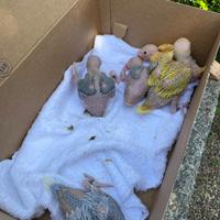 Parrocchetti dal collare