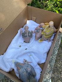 Parrocchetti dal collare