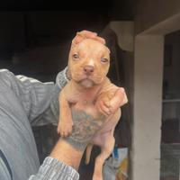 American Pitbull terrier