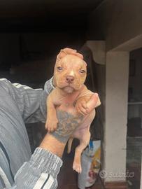 American Pitbull terrier