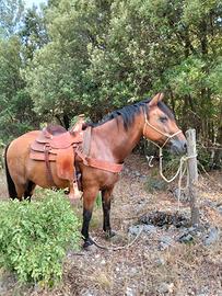 Cavallo