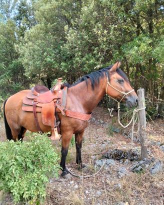 Cavallo