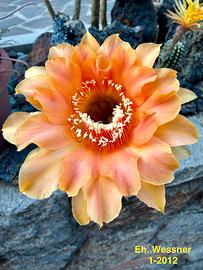 Echinopsis ibridi cactus
