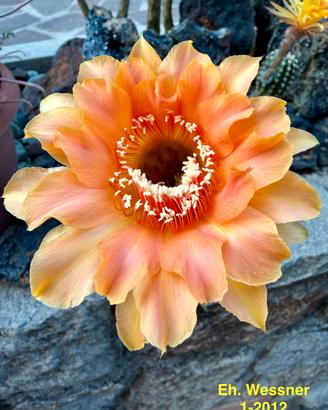 Echinopsis ibridi cactus