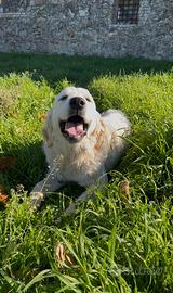 Cucciola di Golden Retriever
