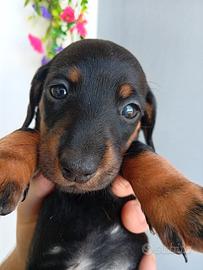 Cuccioli di cane bassotto