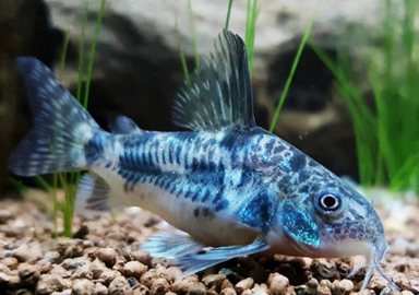 8 Corydoras paleatus