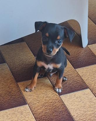 Figli di Pinscher nano