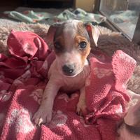 Cucciolo di jack russel