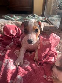 Cucciolo di jack russel