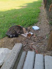 Gatto maschio 2-3 mesi