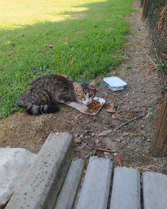 Gatto maschio 2-3 mesi