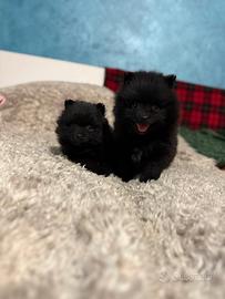 Cuccioli femmina volpino Pomerania