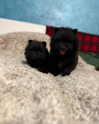 Cuccioli femmina volpino Pomerania