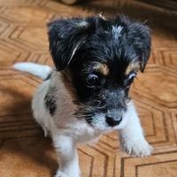 Cuccioli Jack russell terrier