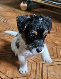 Cuccioli Jack russell terrier