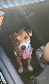 Jack Russell terrier