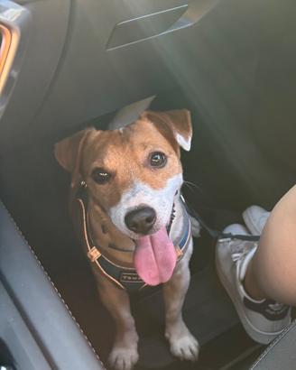 Jack Russell terrier