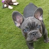 Cuccioli di bulldog francesi M e F Blku