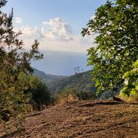 Vendita terreno agricolo 2000 mq