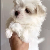 Maltese coreano mini toy