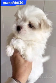 Maltese coreano mini toy
