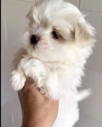 Maltese coreano mini toy