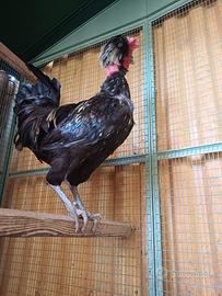 Gallo